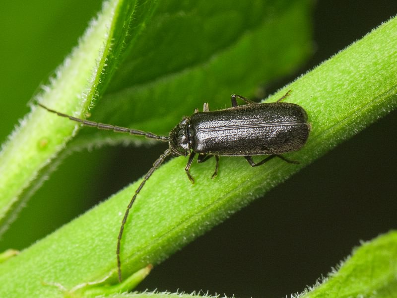 Autosilis nitidula (Fabricius, 1792)
